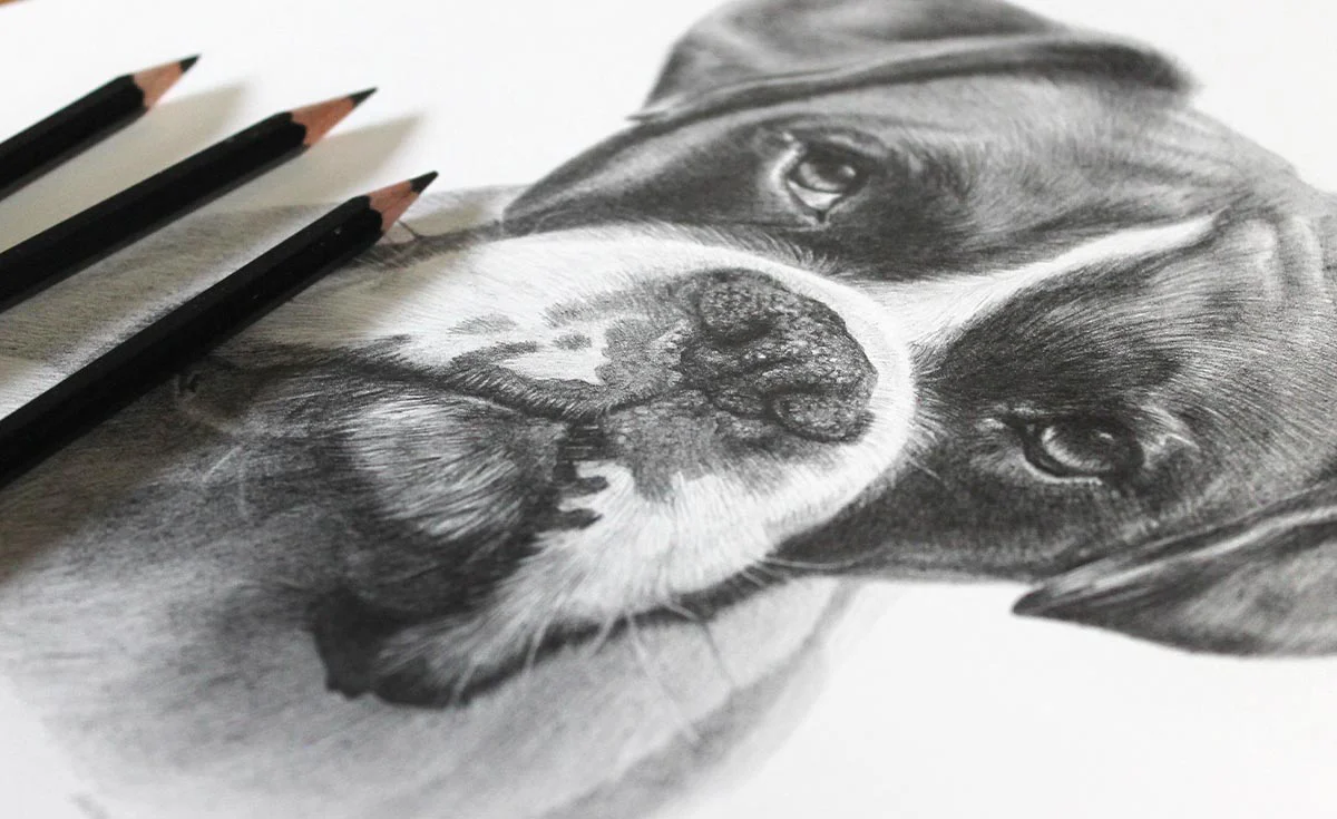 Realistic pencil portrait of a Boxer dog with detailed fur and expression.