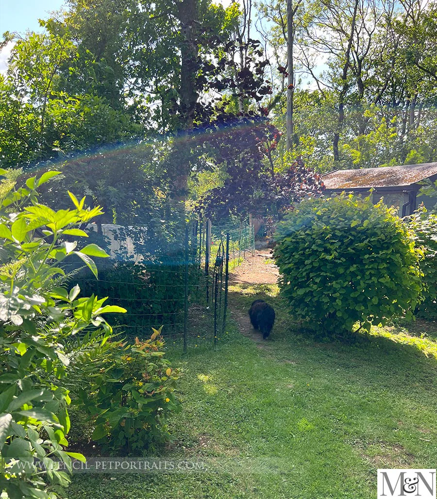 Tool shed and chicken shed in the cottage garden, demonstrating the results of hard work.