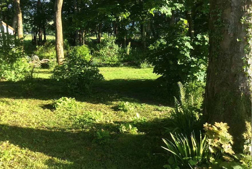 The developing woodland area of the cottage garden, where grass and wildflowers are encouraged.