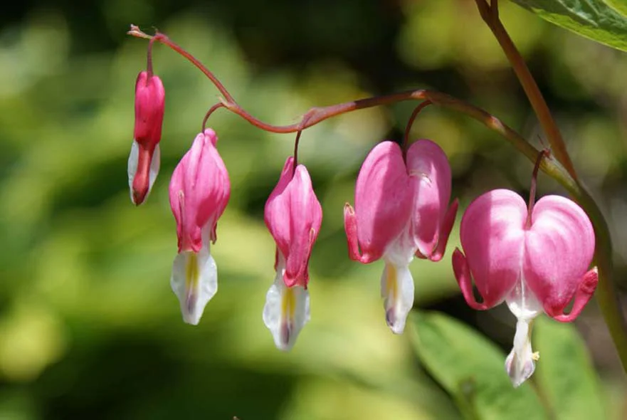 Beautiful Dicentra, or Bleeding Heart flowers, blooming in the cottage garden.