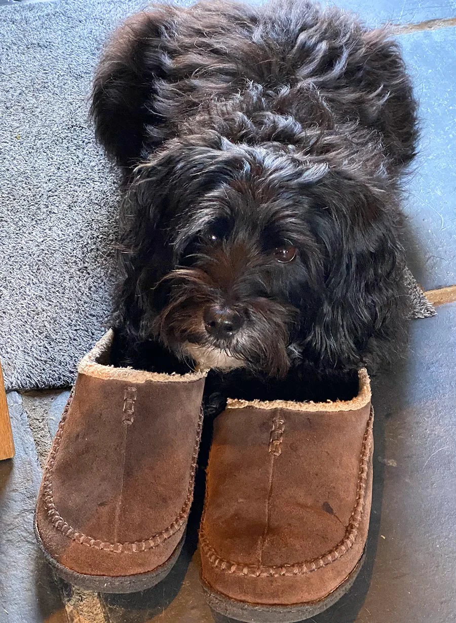 Lily, the dog, amusingly settled inside a pair of large, cozy slippers.