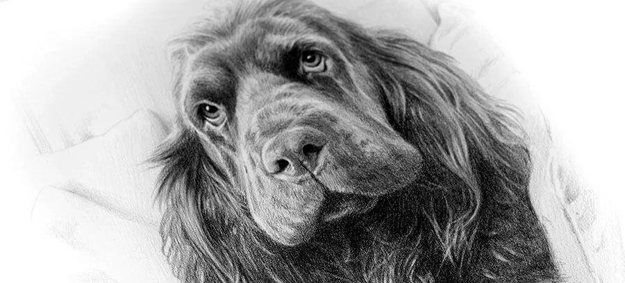 Collection of various pencil pet portraits, showcasing Melanie's gallery.