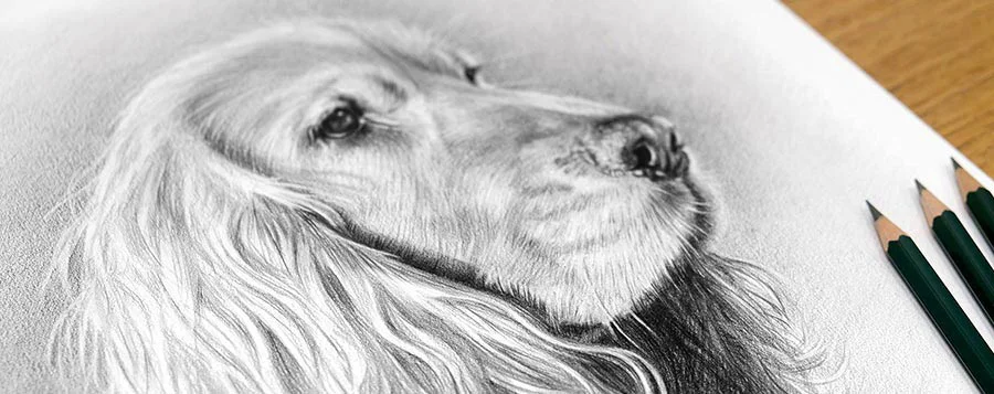 Detailed pencil portrait of a Cocker Spaniel, capturing its fur texture.