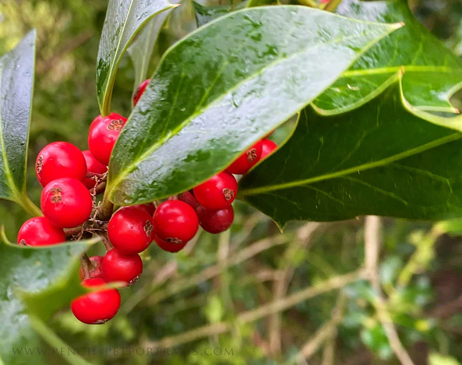 Bright red holly berries contrasting with green leaves.