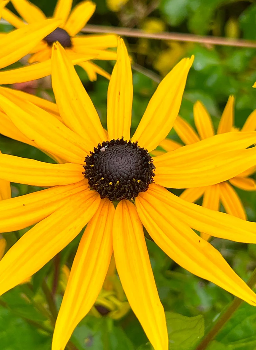 A cheerful yellow rudbeckia flower with a dark center, also known as black-eyed Susan.
