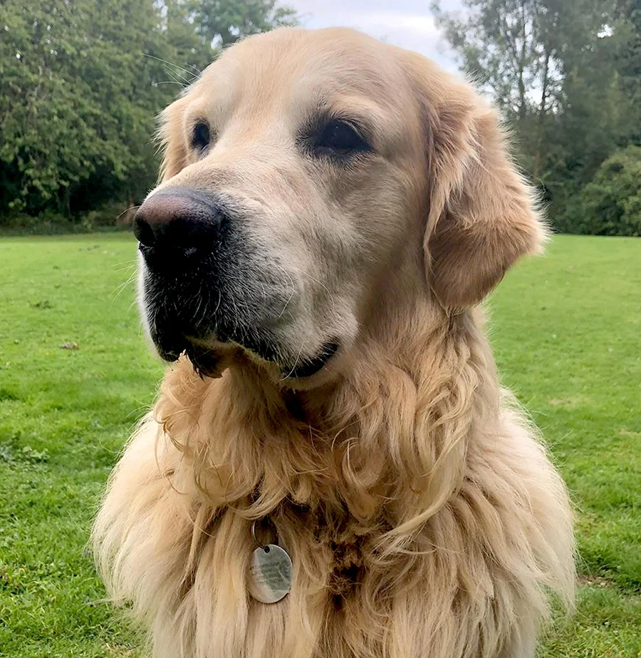 A photo of Kipling the dog in a perfect three-quarter pose, showcasing an ideal angle for pet portraits.