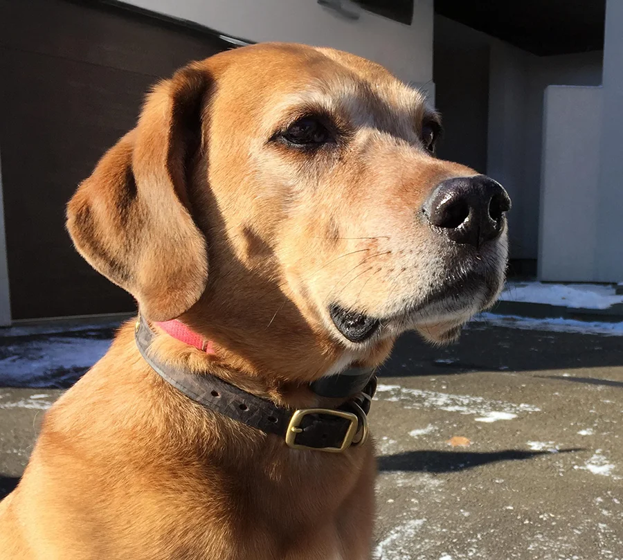 A golden retriever named Rusty photographed outdoors in full natural sunlight, illustrating ideal lighting conditions for pet photos.