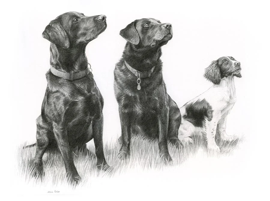 Triple pencil portrait featuring Dexter, Tui, and Purdey, Black Labradors, in a single composition.