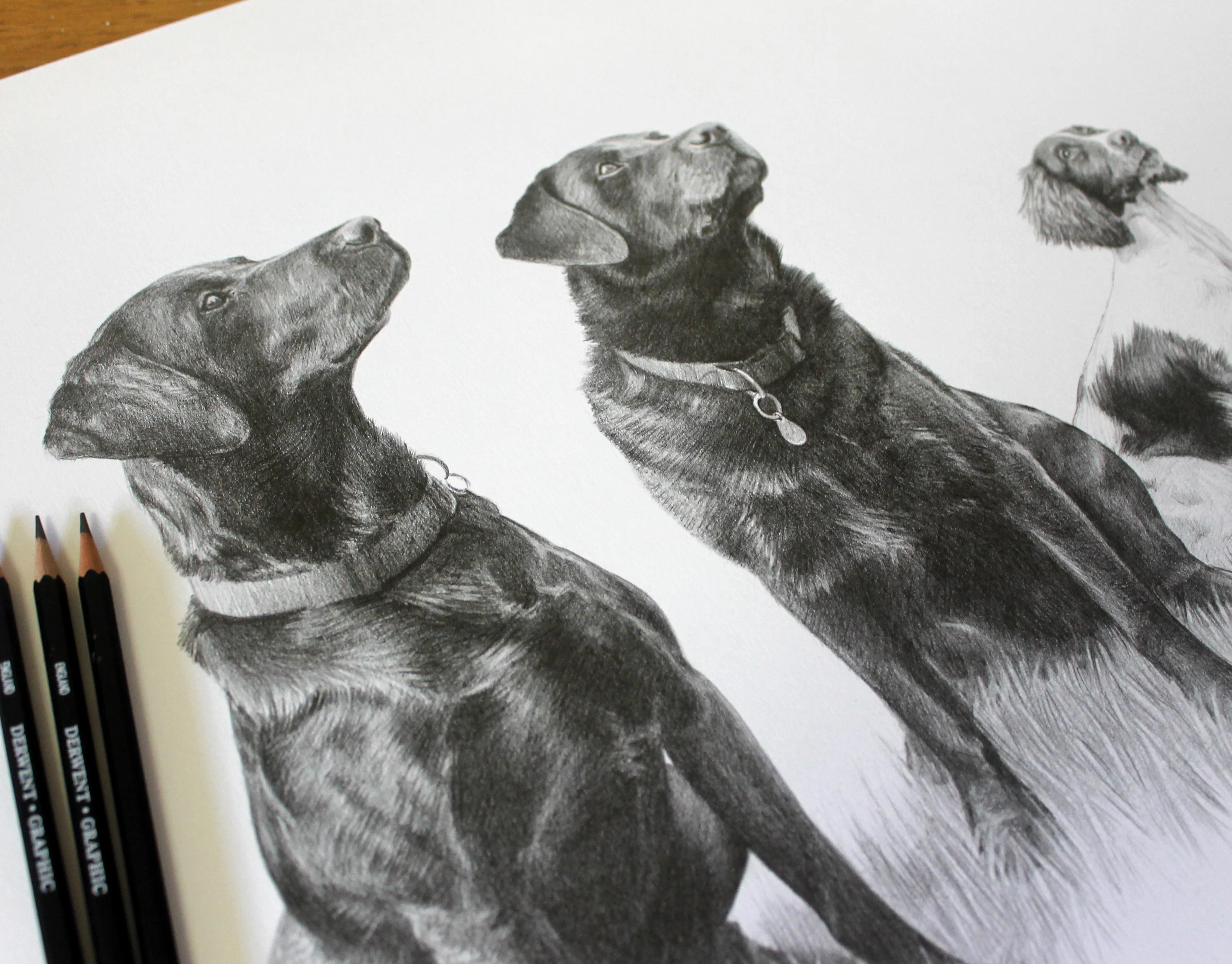 Close-up of the framed black Labrador pencil portrait on an easel