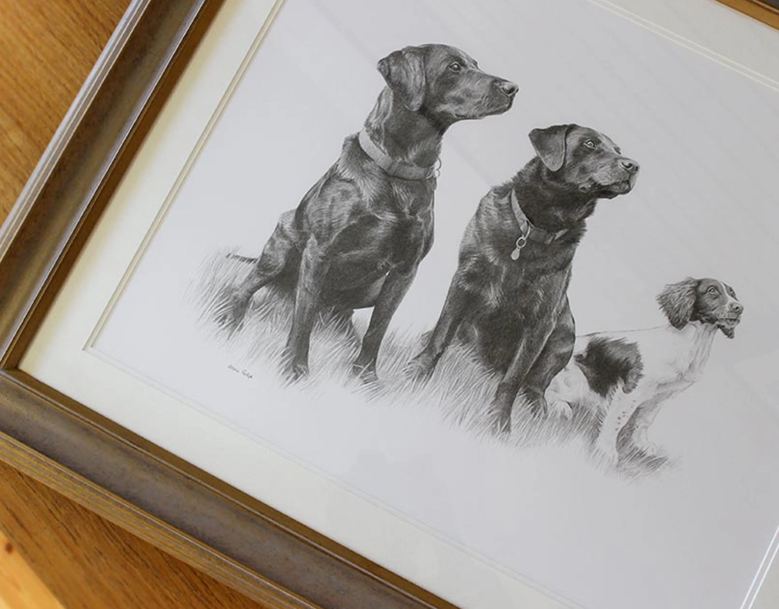 Close-up of the Labrador pencil portrait highlighting the texture and detail