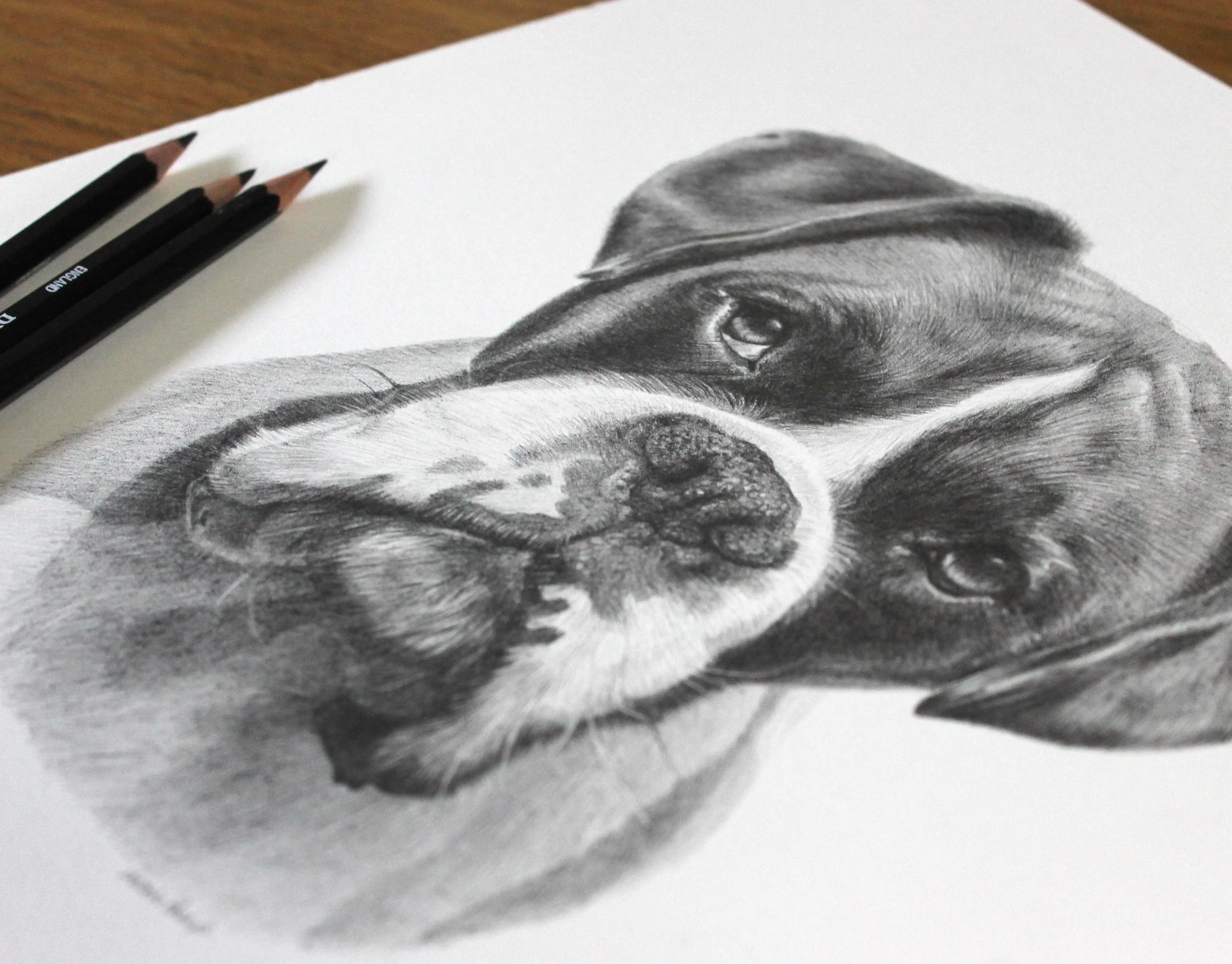 In-progress pencil drawing of Milo the Boxer, showing pencil texture
