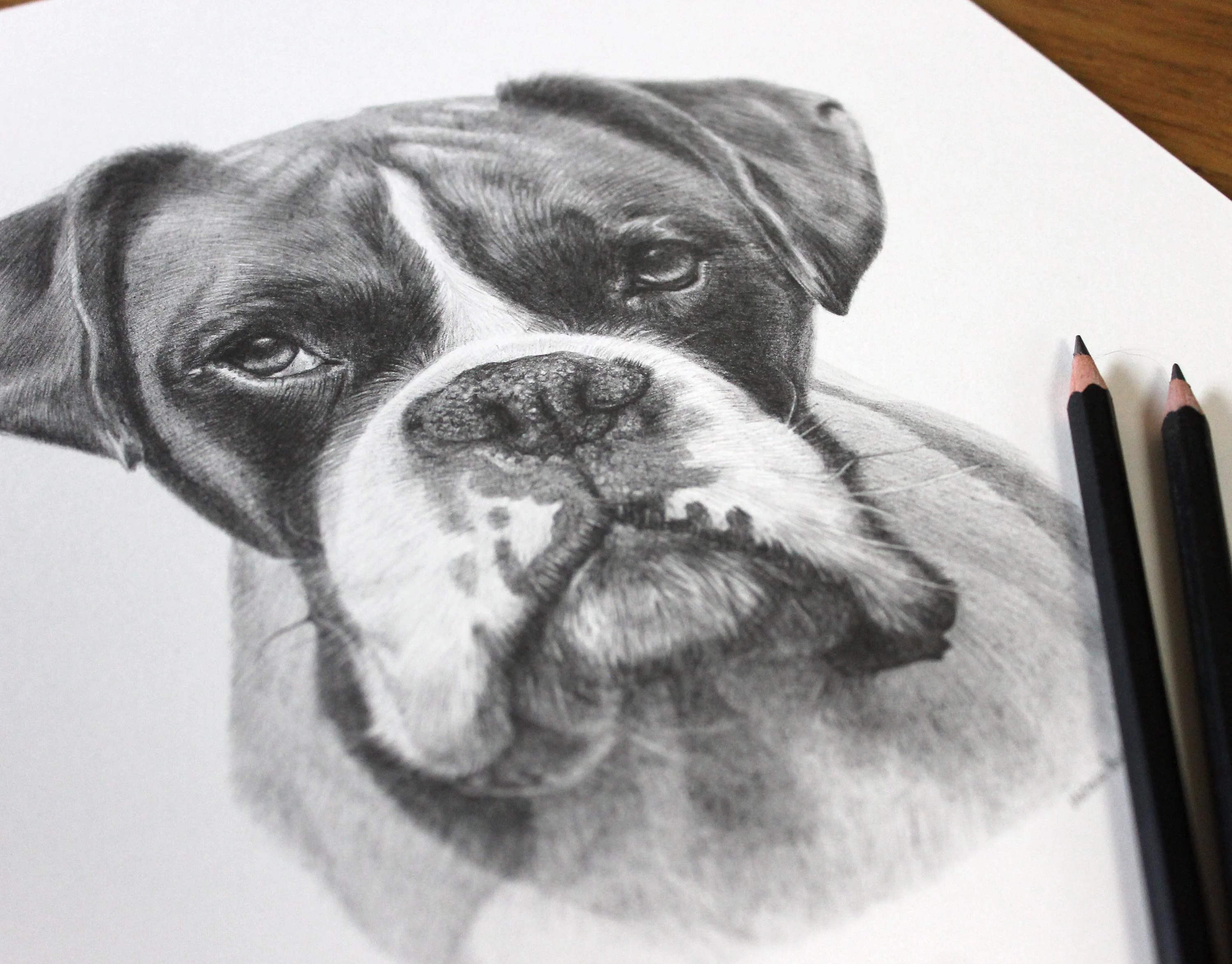 Close-up detail of the finished Boxer pencil portrait
