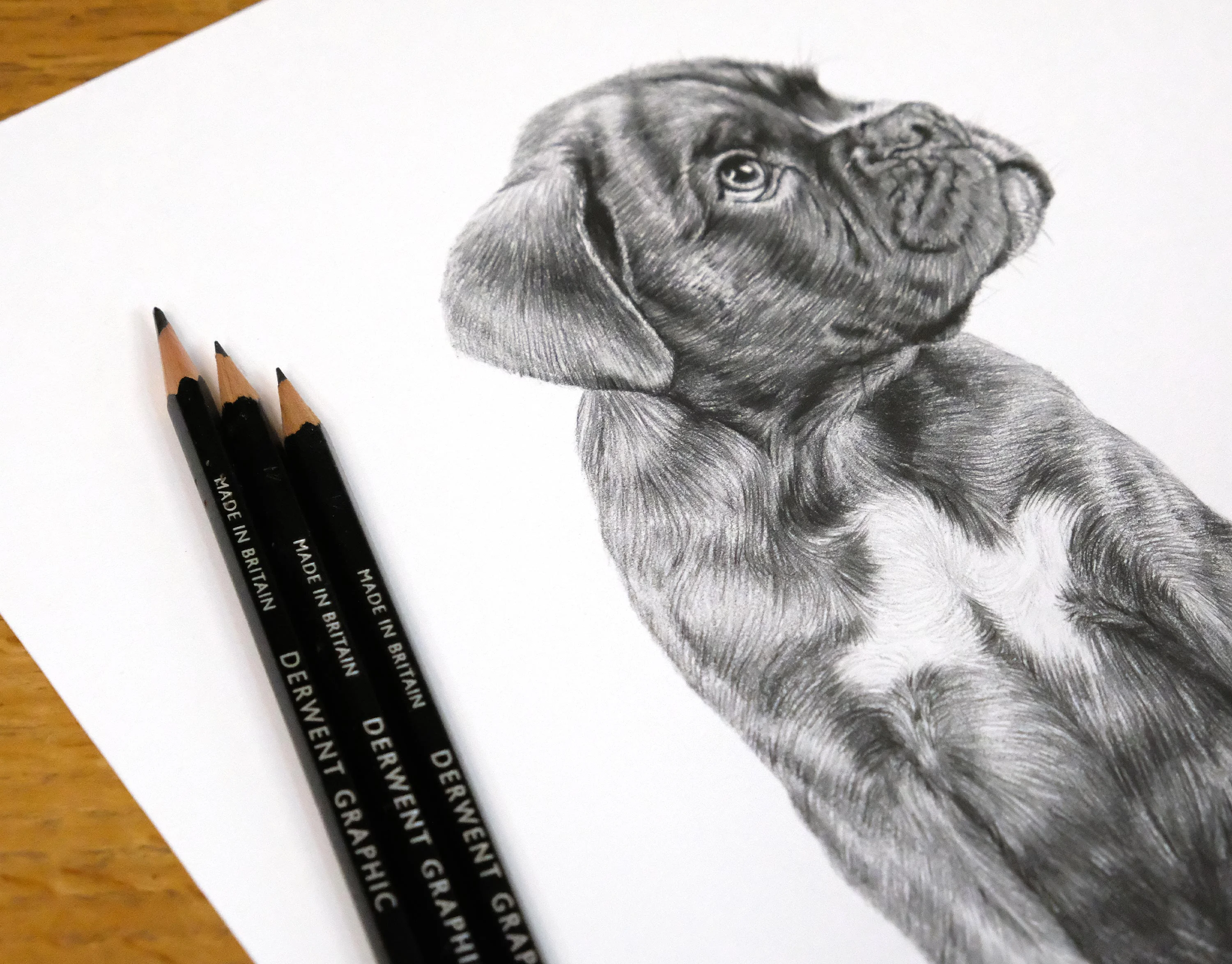 Pencil illustrations of both adult and puppy Boxer dogs together, with pencils for scale