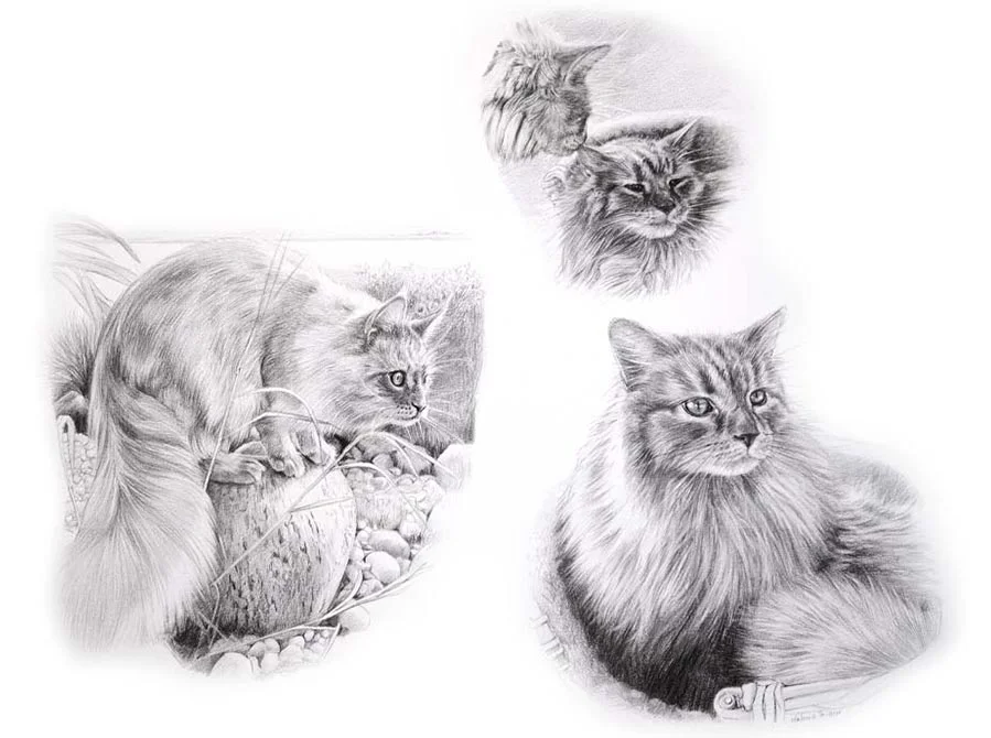 Life Story Portrait pencil portrait of Archie and Roly, two cats, illustrating their bond and individual charm.