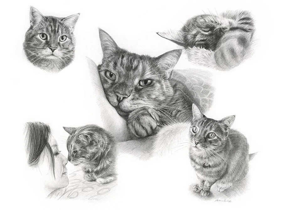 Life Story Portrait pencil portrait of Gilli, a cat, depicting various moments in her life.