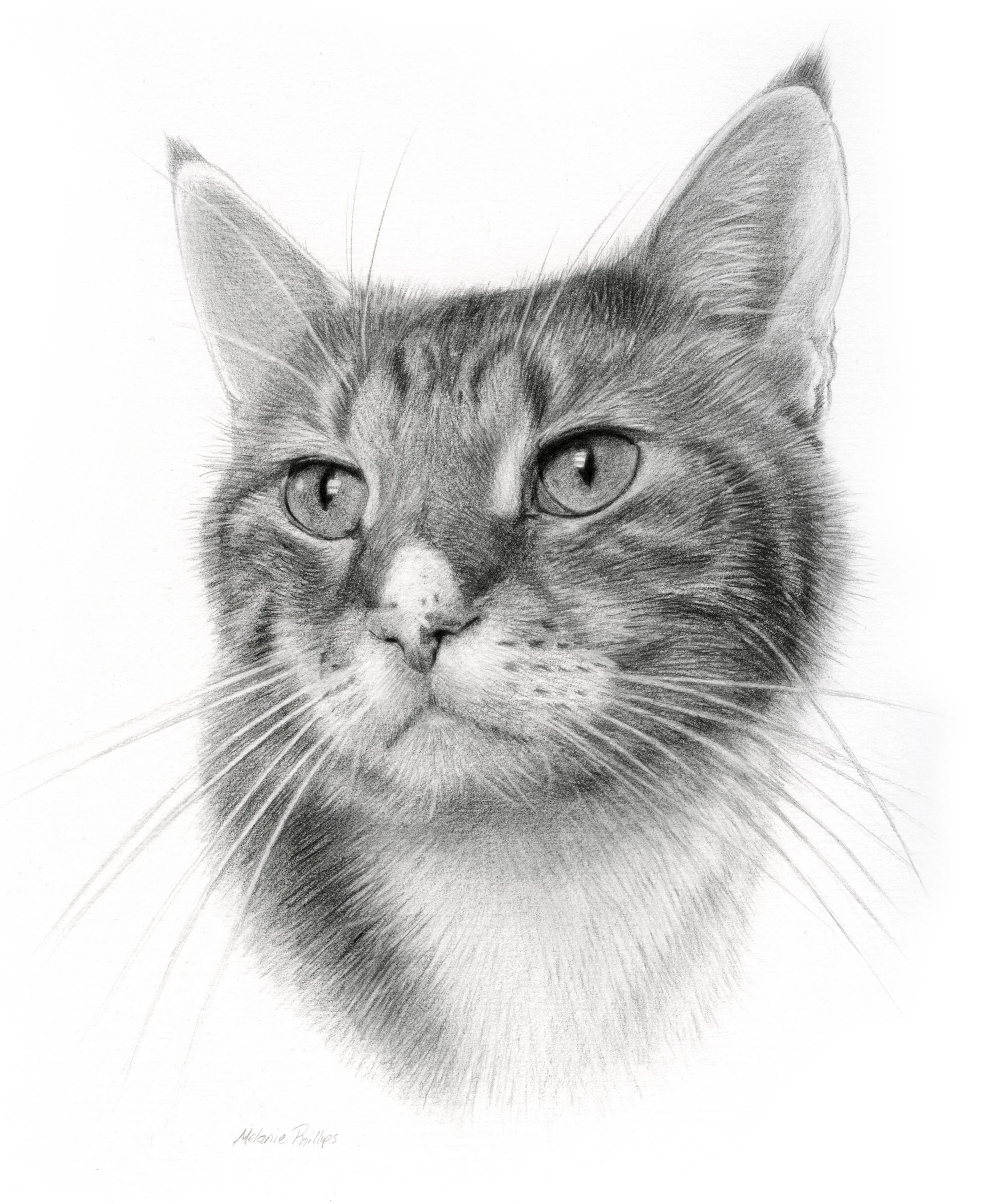 Close-up pencil portrait of Tyson the cat by Melanie Phillips, highlighting his eyes and fur.