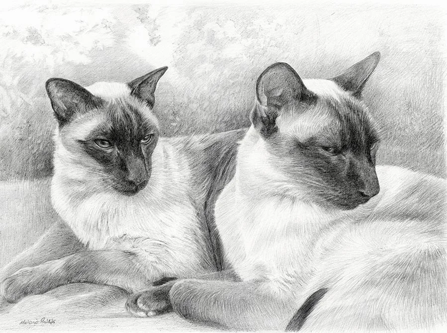 Pencil portrait of Tai and Chi, two Siamese cats, elegantly captured together.