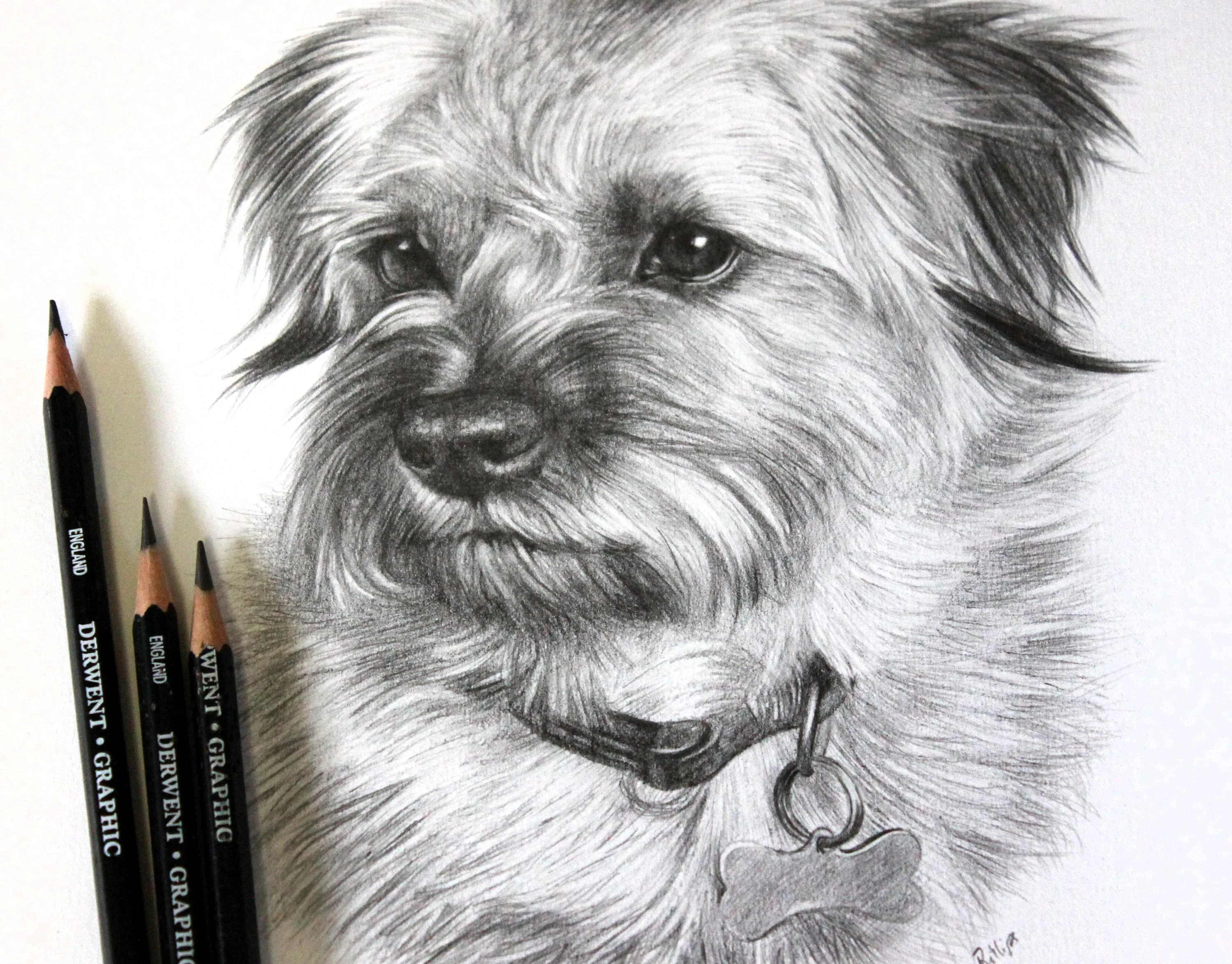 Detailed pencil portrait of Teasel, an unframed dog portrait showcasing the artwork.