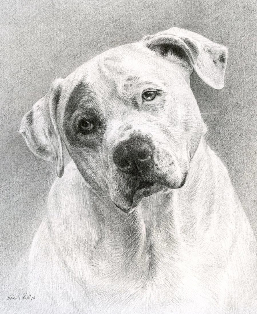 Pencil portrait of Kilo, a Staffy, highlighting his strong and loyal expression.