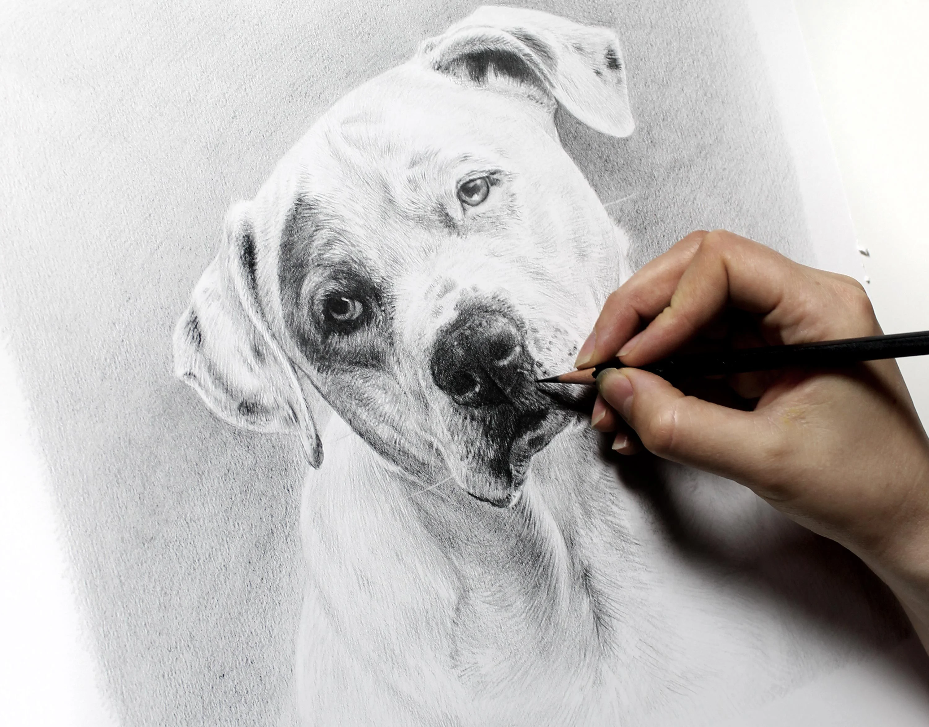 The finished pencil portrait of Kilo, beautifully framed.