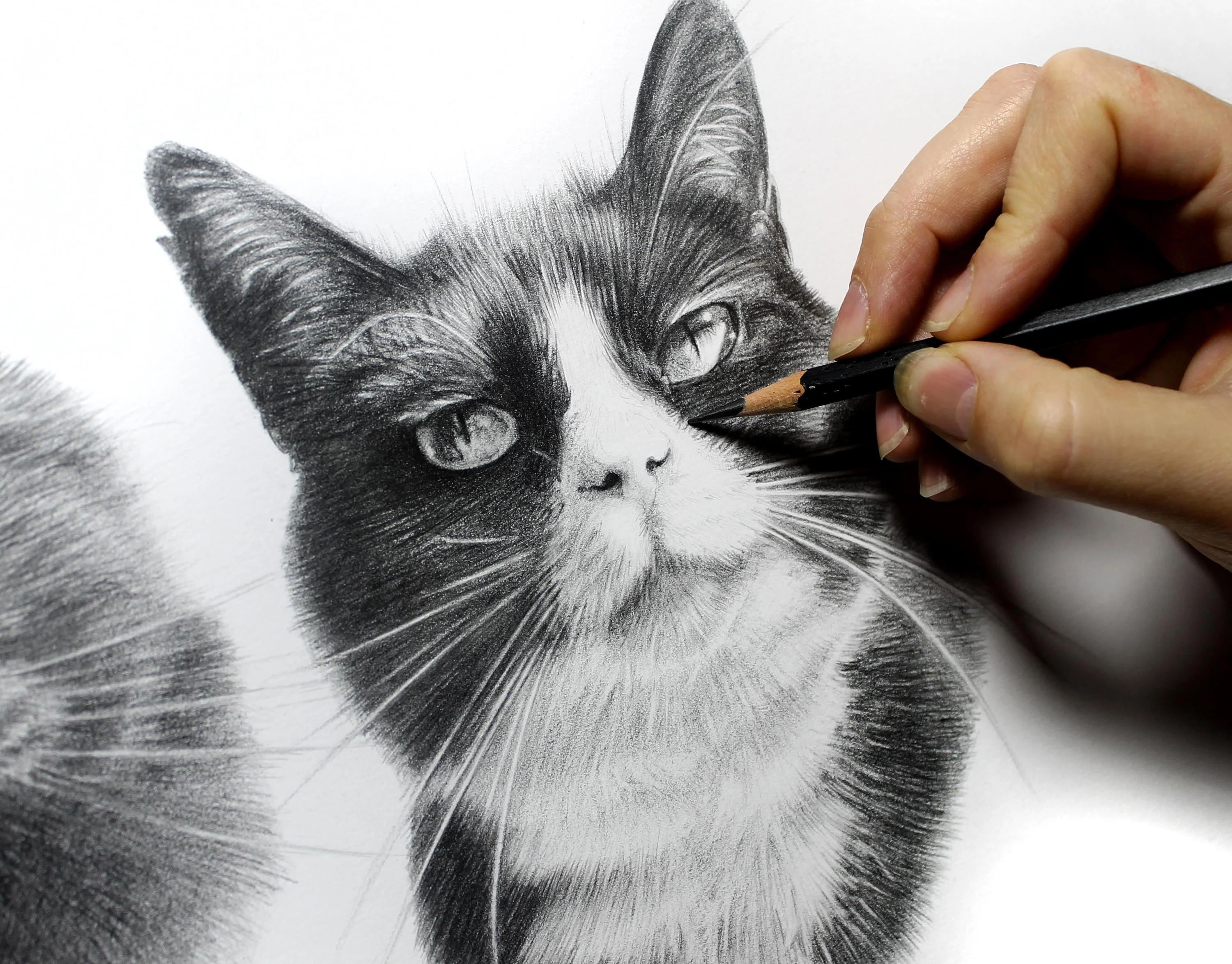 Artist working on the double pencil portrait of Pixie and Boots, showing progress.