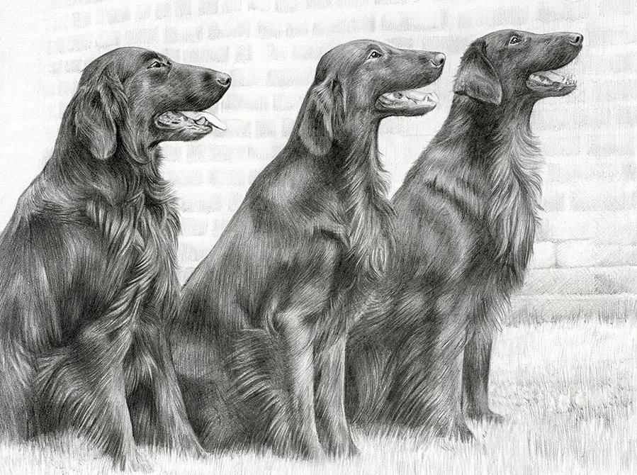 Pencil portrait featuring Jenson, Liffey, and Forrest, three Flat Coated Retrievers.