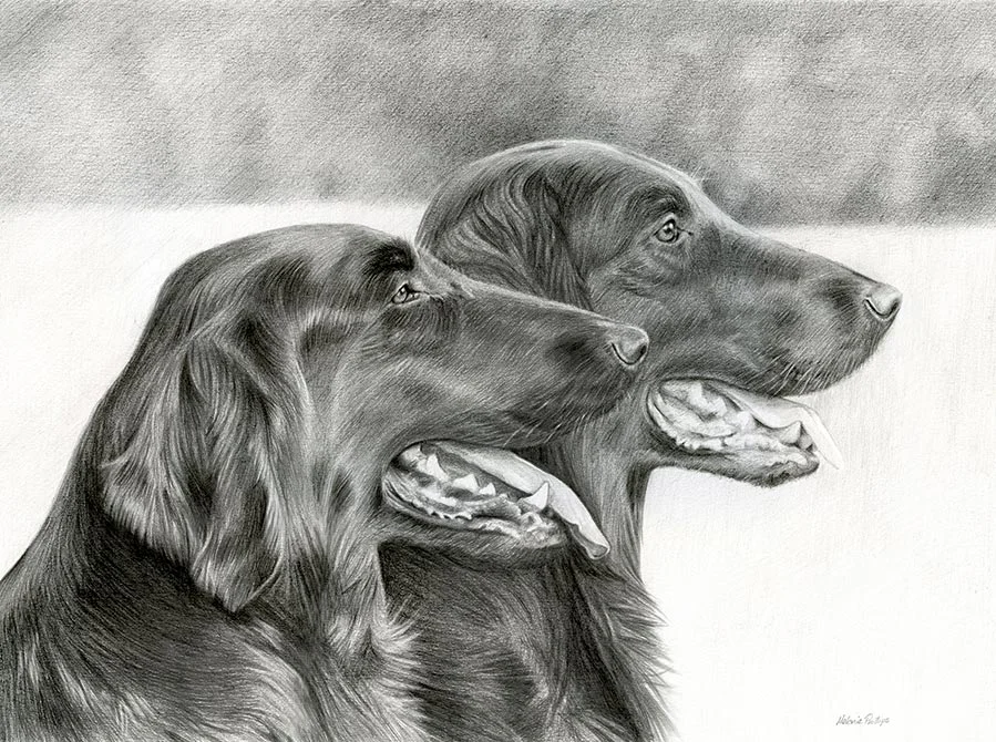 Pencil portrait of Maddie and Jacob, two Flat Coated Retrievers, in a natural pose.