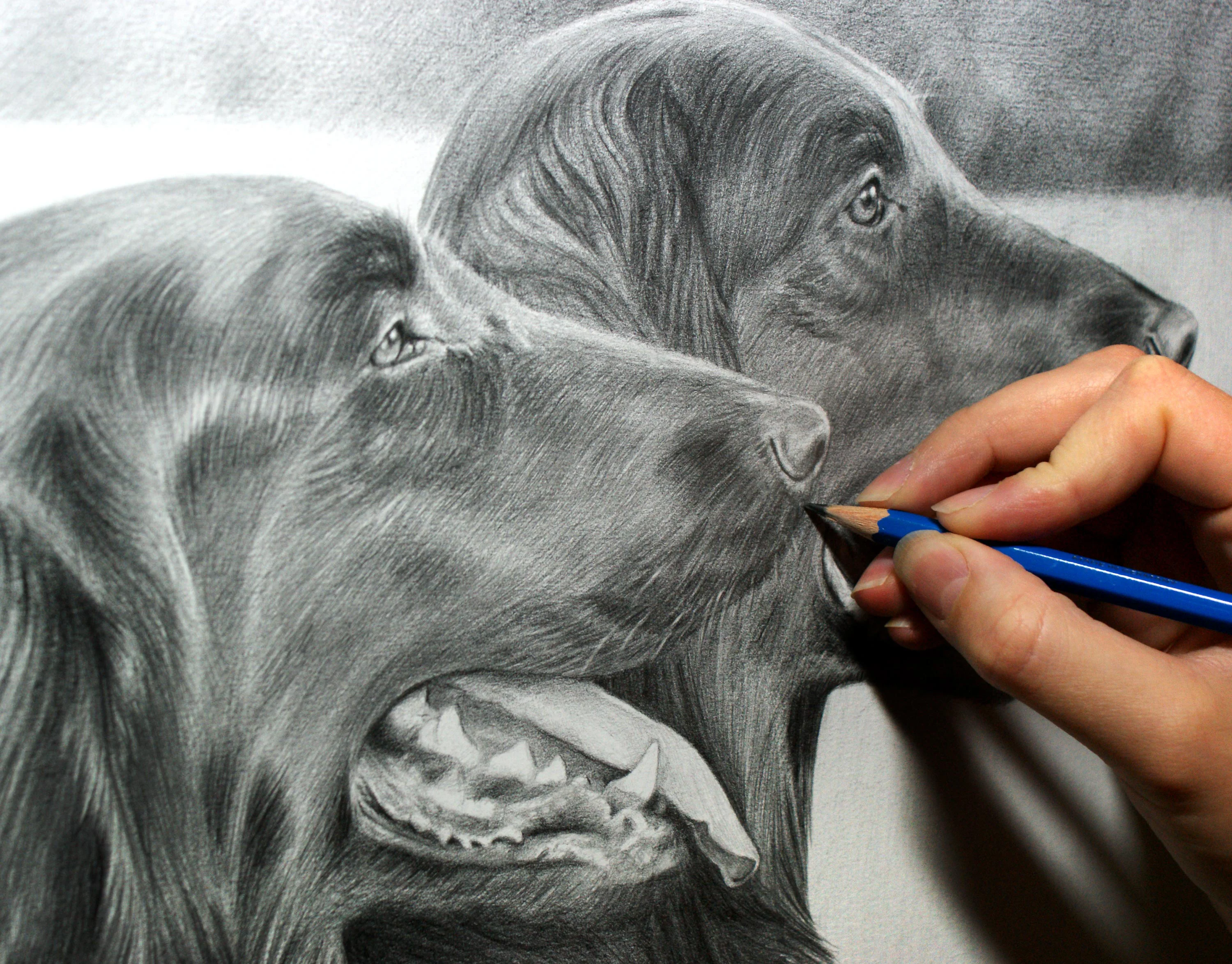 Close-up detail of Maddie's face in the Flat-Coated Retriever pencil portrait, showing her fur and eyes.