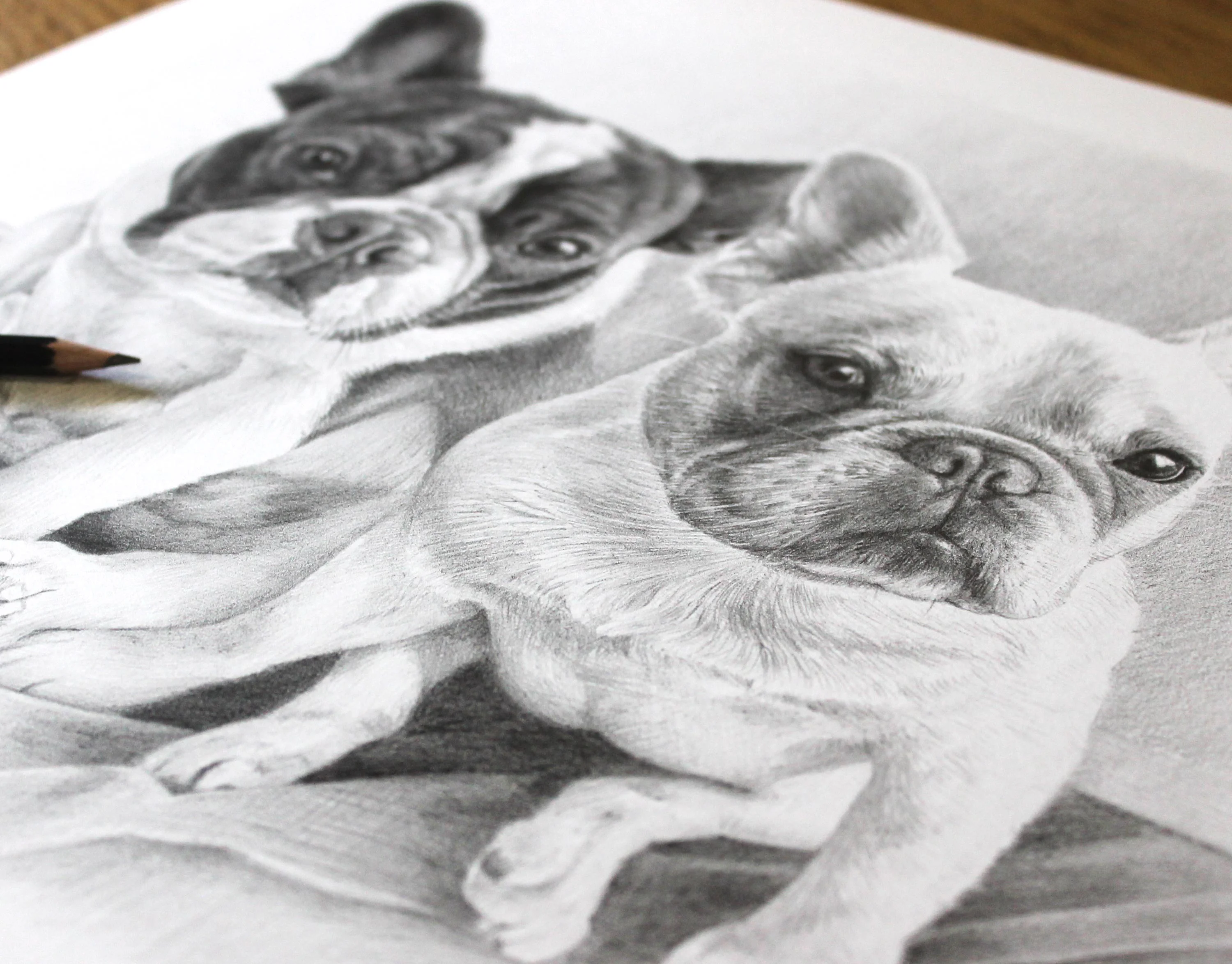 The completed pencil portrait of French Bulldogs Junji and Daisy.