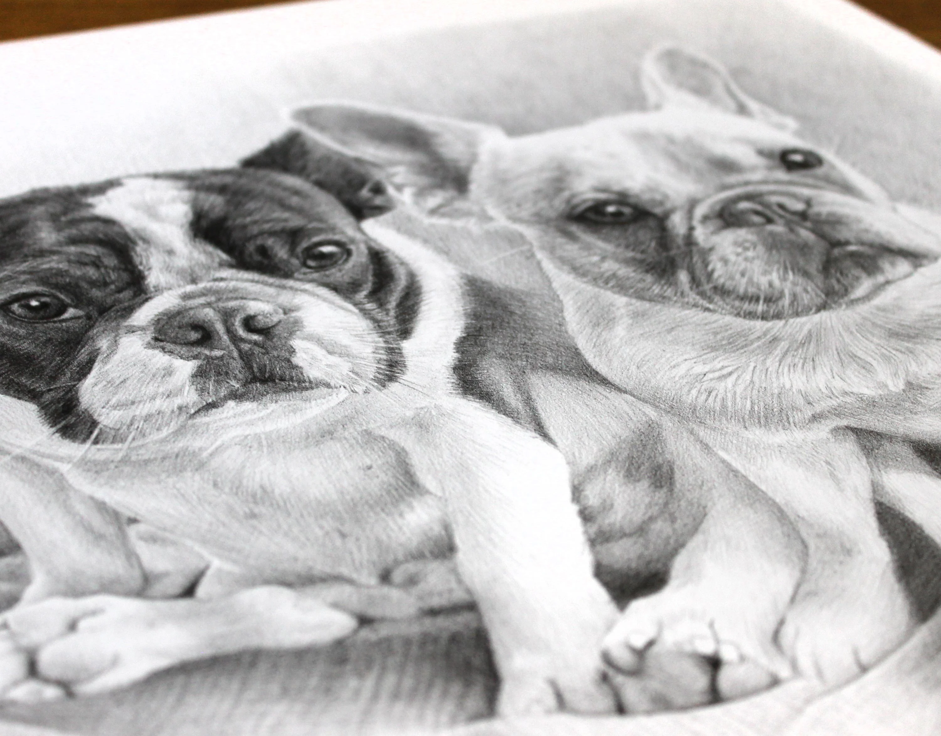 Another view of the double French Bulldog pencil portrait.