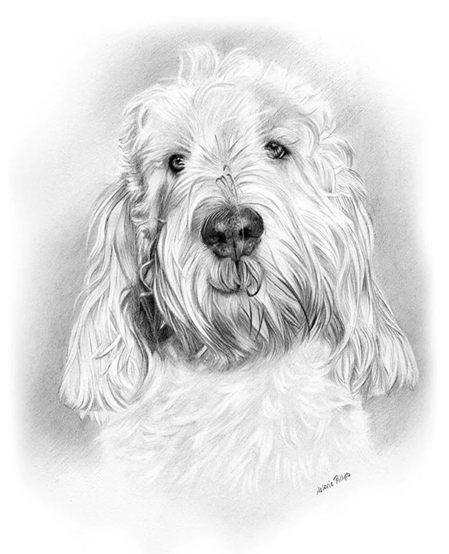 Reference photos of Bilbo, a Grand Basset Griffon Vendeen, for a pencil portrait.