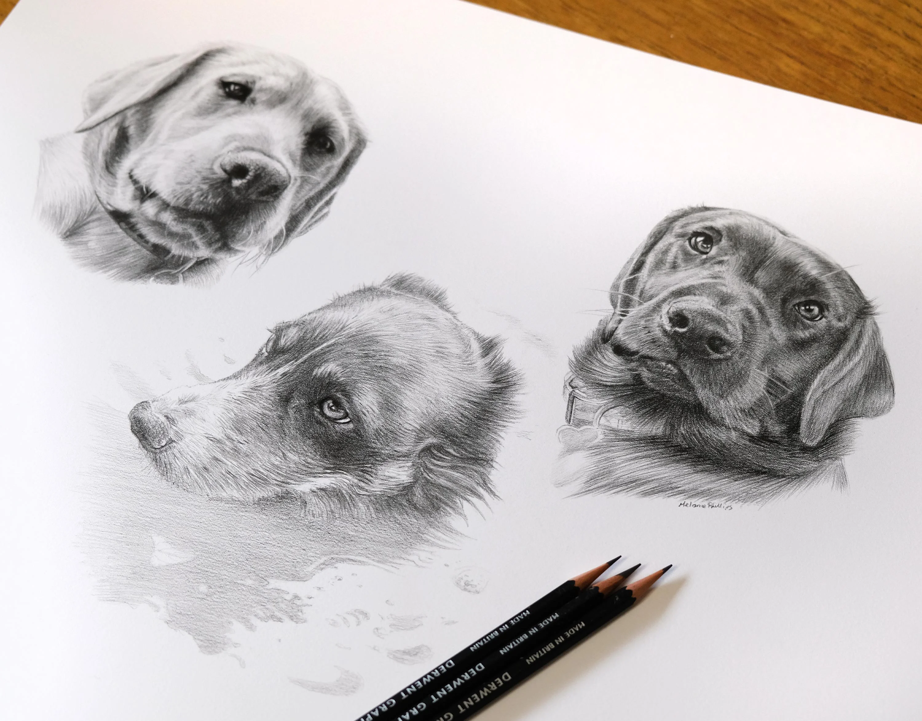 Work-in-progress shot of the pencil portrait of Ziggy, Winston, and Alfie, showing the detailed drawing.