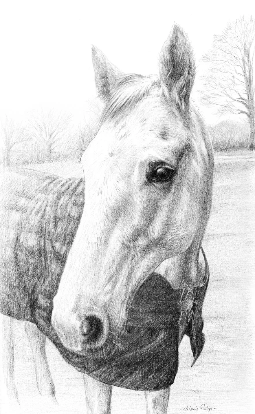 Reference photo for a pencil portrait of the horse, Al, in a field.