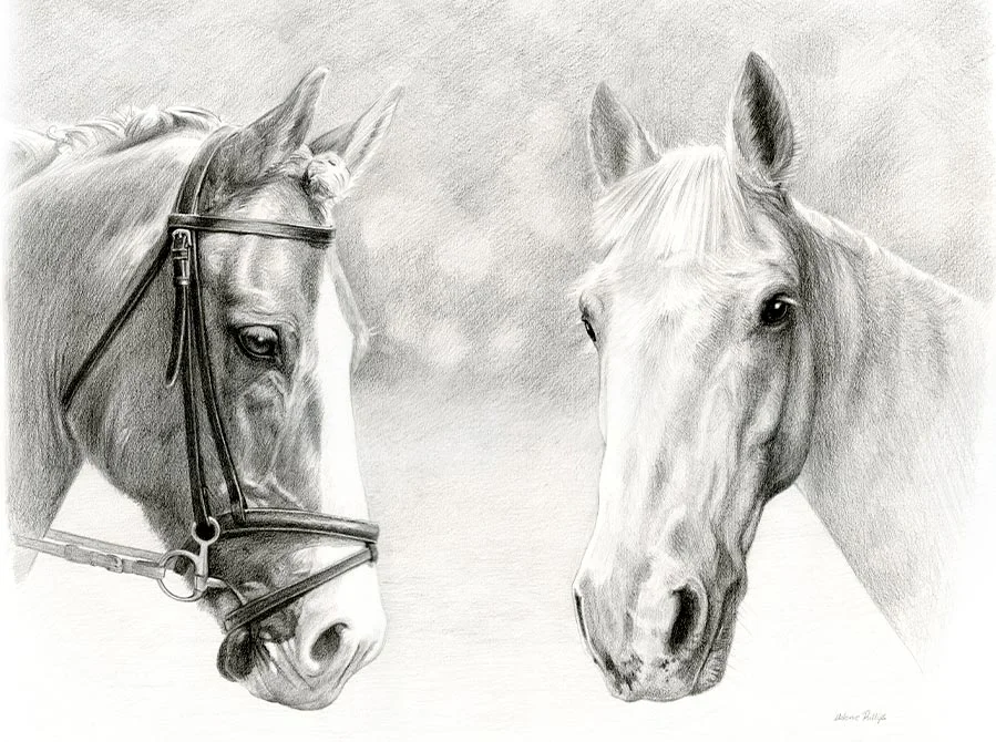 Pencil portrait of Monty and Duffy, two horses, combined into one harmonious drawing.