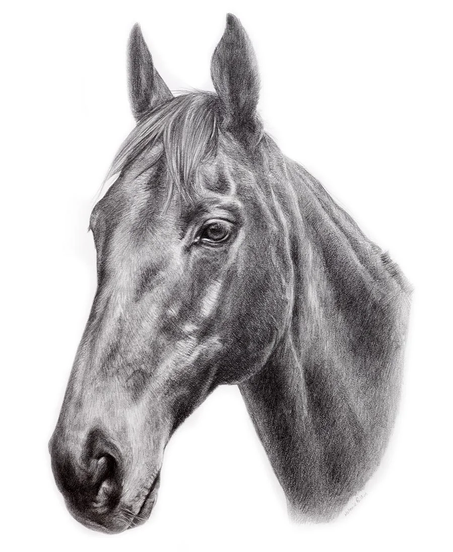 Pencil portrait of Duker, a horse, showcasing his elegant form and gentle eyes.