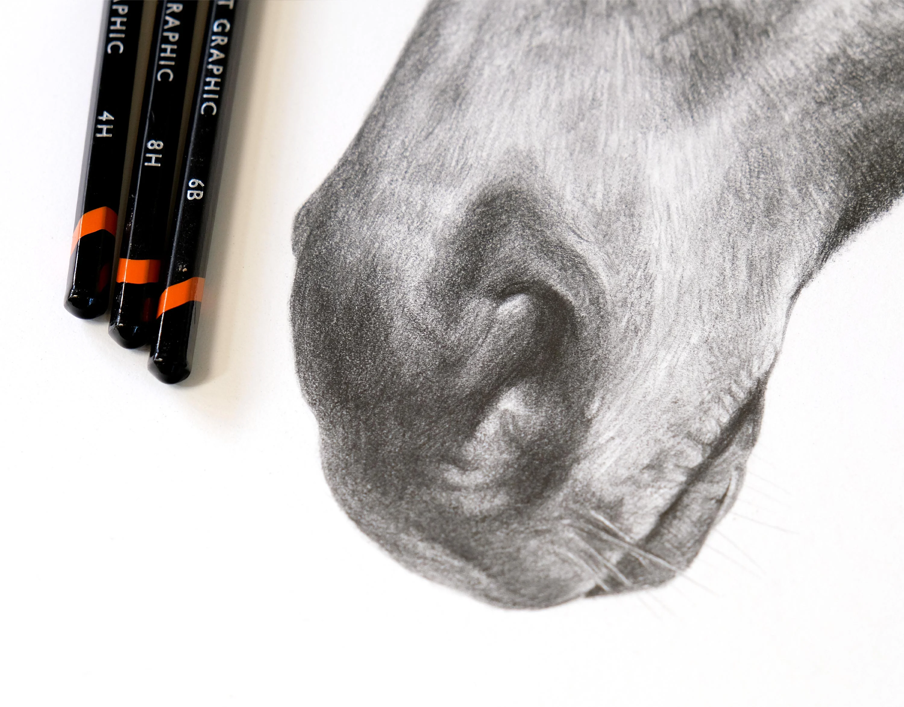 The horse pencil portrait of Duker, taken at an angle to show texture and depth.
