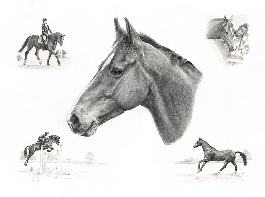 Life Story Portrait pencil portrait of Cassanova, a horse, captured in various iconic poses.