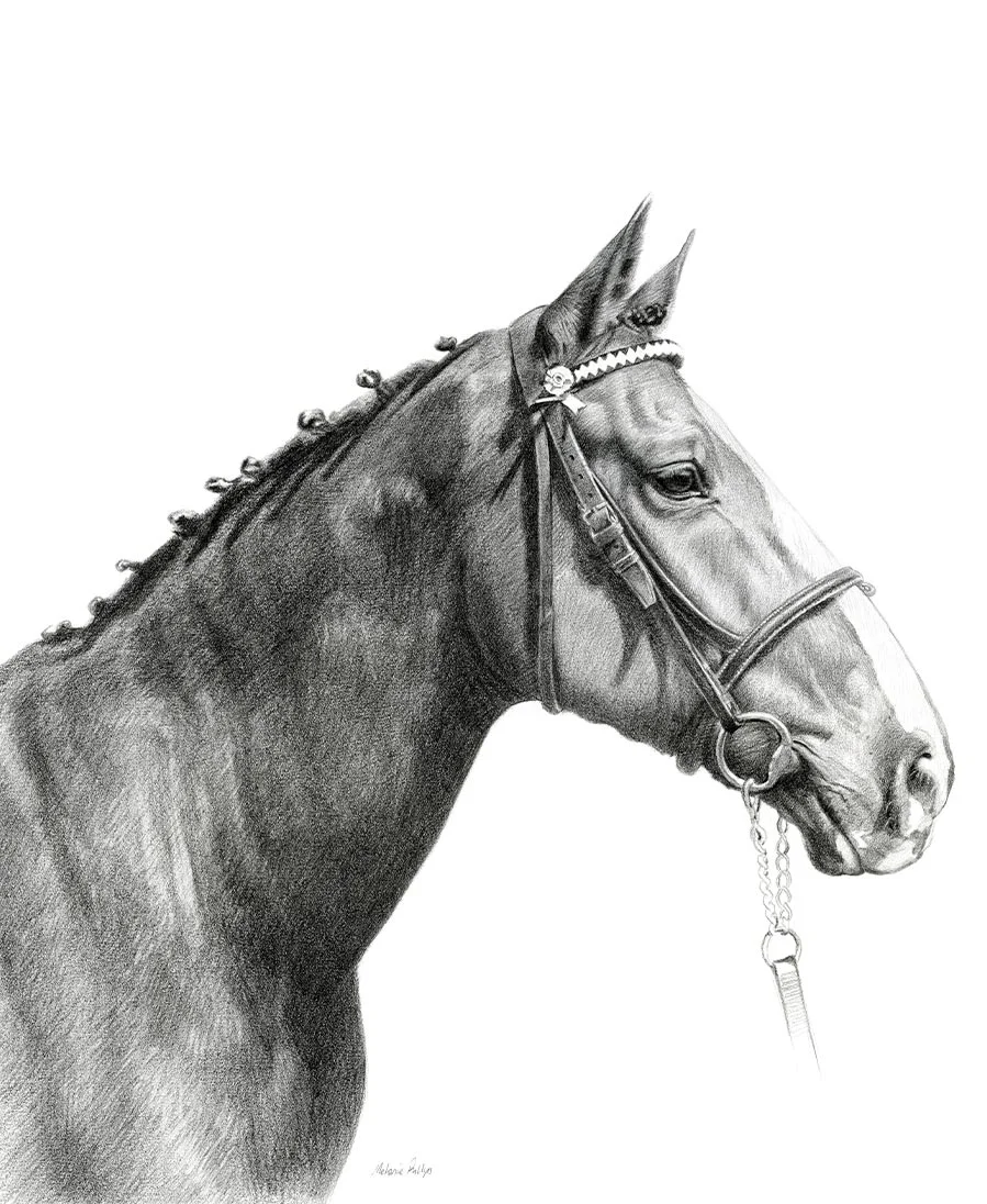 Pencil portrait of Jenkins, a horse, in a detailed and expressive style.