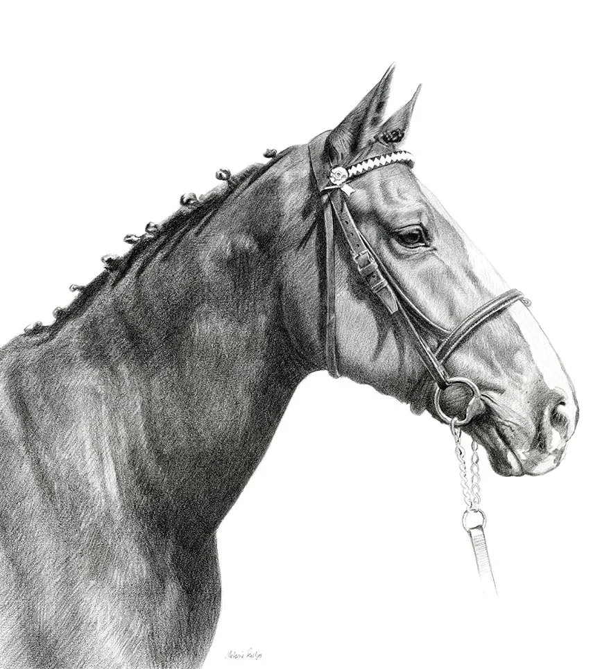 Reference photo of Jenkins, a retired police horse, for a pencil portrait.