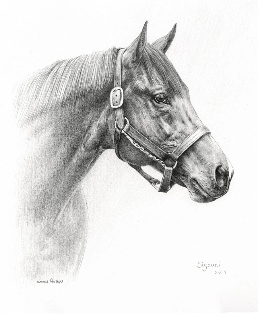 Pencil portrait of Siyoni, a horse, showcasing her elegant profile.