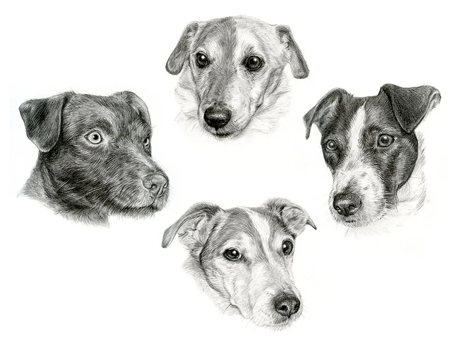 Pencil portrait of multiple Jack Russells, showcasing their distinct personalities.