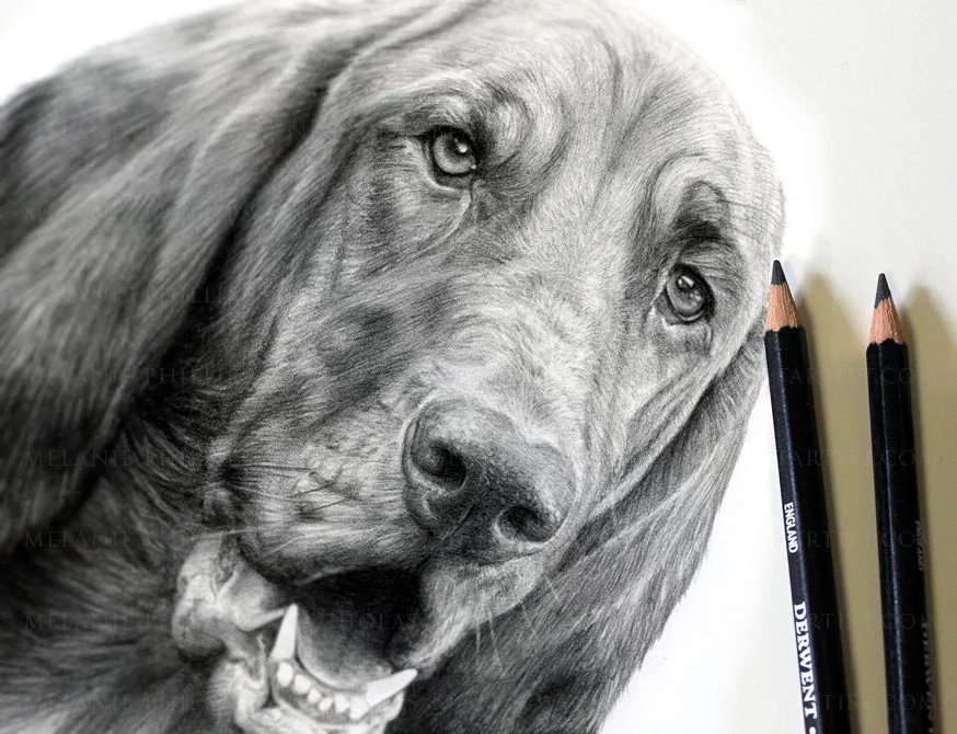 Completed pencil portrait of Daisy the Bloodhound, showcasing her detailed features.