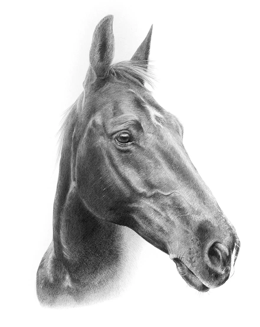 Reference photo of Flash the horse, a majestic and gentle-looking equine.