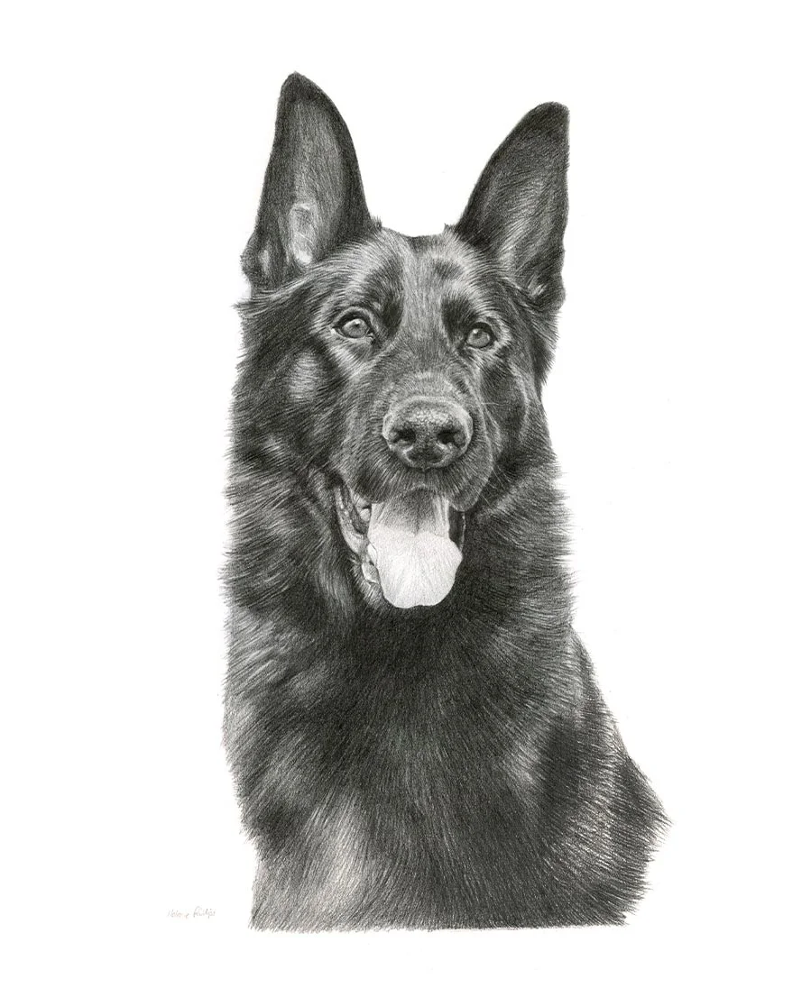 Pencil portrait of Django, a dog, in a realistic hand-drawn style.