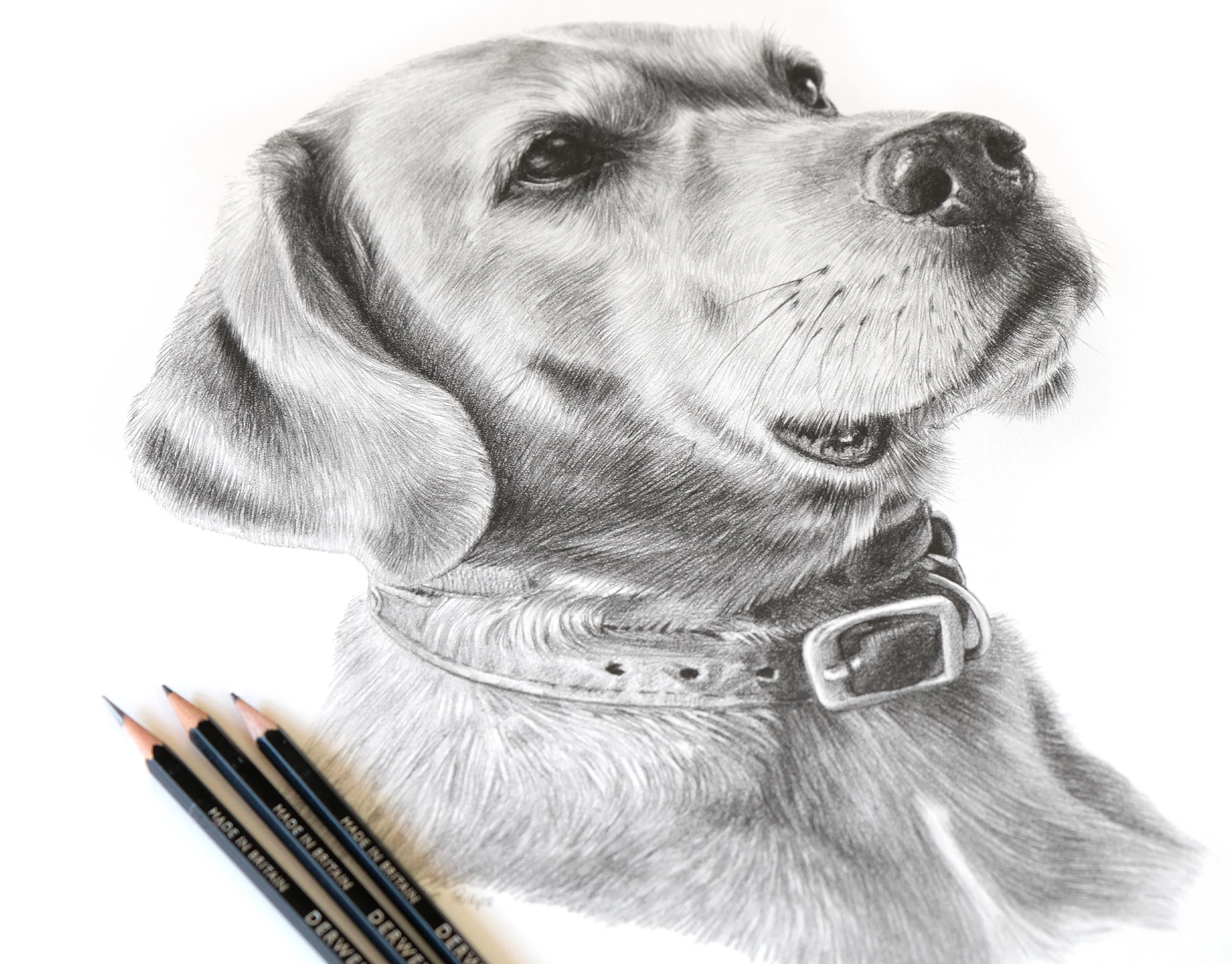 Rusty the Rhodesian Ridgeback lying on the floor with his framed pencil portrait displayed above him.