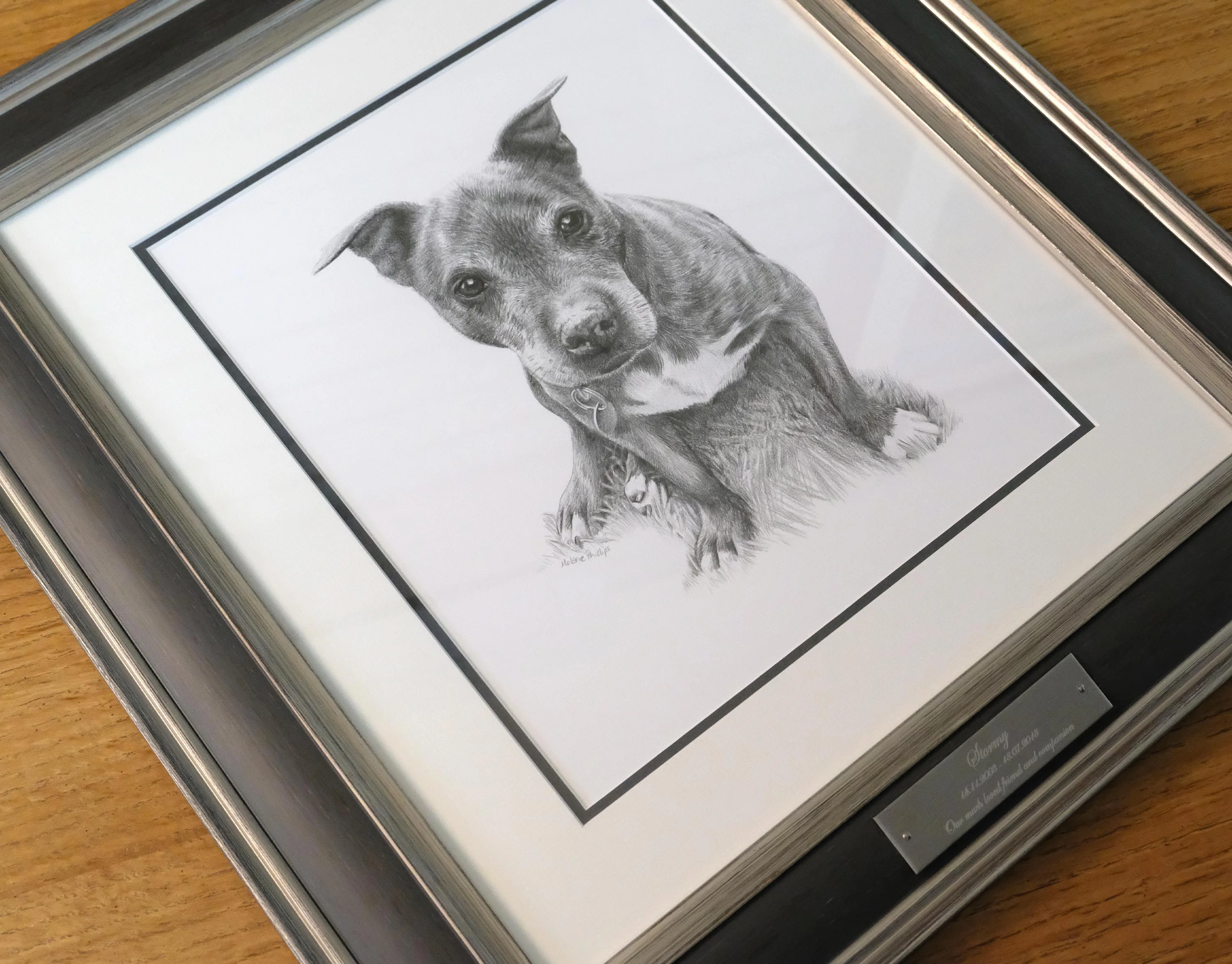 Mick, Stormy's owner, proudly displaying the framed pencil portrait of his Staffy.