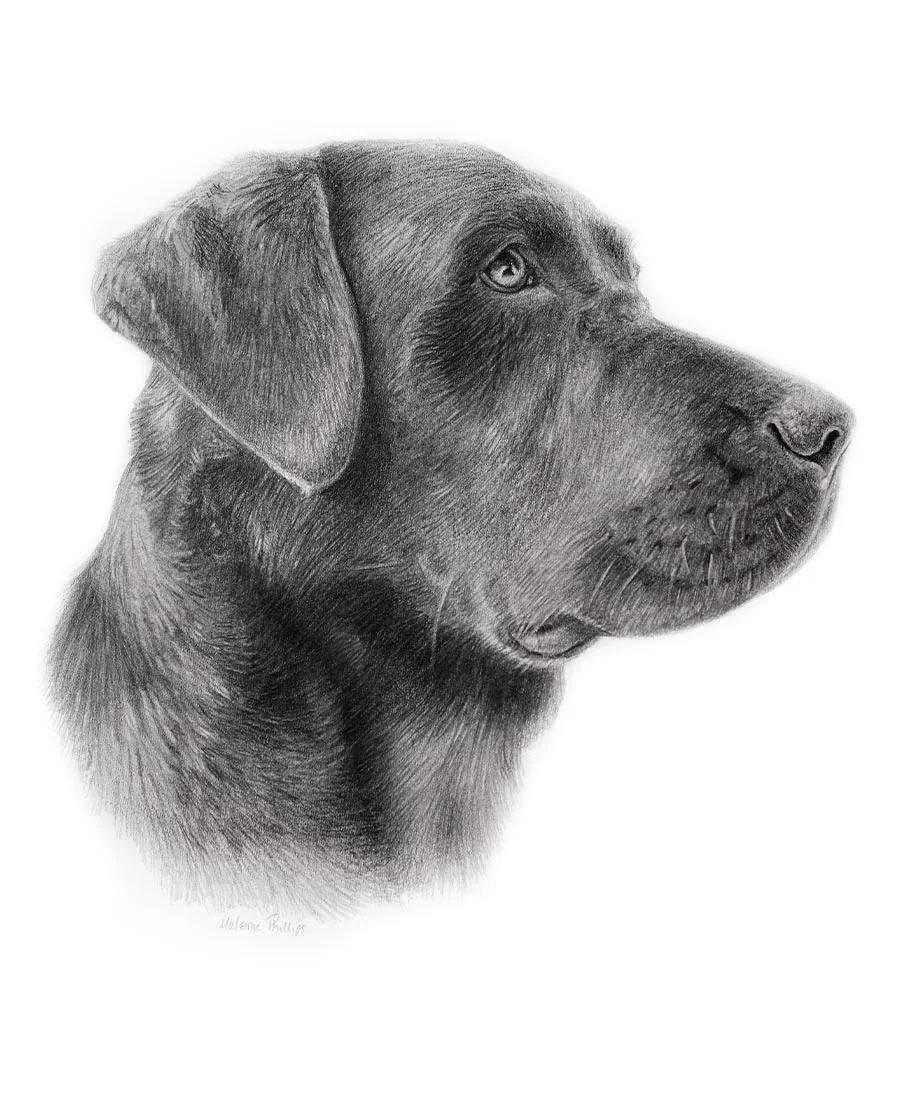 Side profile pencil portrait of Ted, a Black Labrador, hand-drawn by Melanie Phillips.
