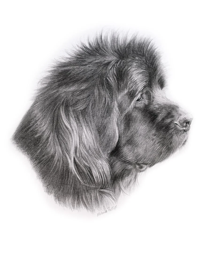 Detailed head study pencil portrait of Padfoot the Newfoundland, drawn by Melanie Phillips, capturing his gentle expression.