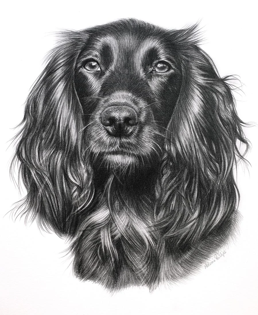 Realistic pencil portrait of Widgeon the Cocker Spaniel, hand-drawn by UK artist Melanie Phillips, showing the dog's detailed fur.
