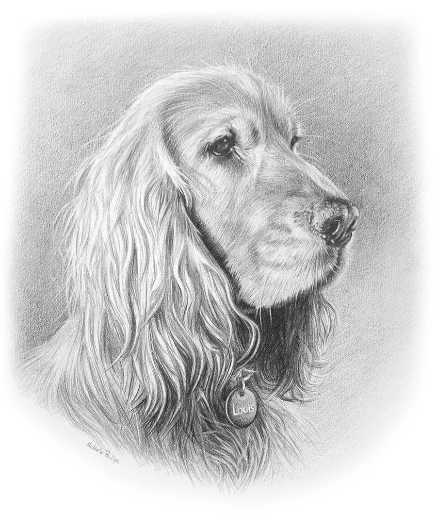 Realistic pencil drawing of Louis, a Cocker Spaniel, custom hand-drawn with expressive eyes.